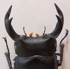 Dorcus curvidens curvidens