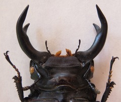 Dorcus curvidens curvidens