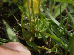 Androsace obtusifolia