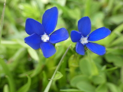Gentiana bavarica bavarica