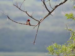 Pyrocephalus rubinus