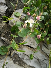 Capparis
