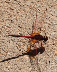 Trithemis arteriosa