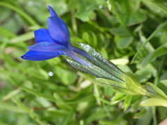 Gentiana bavarica bavarica