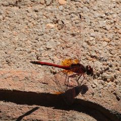 Trithemis arteriosa