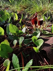 Aristolochia bracteosa