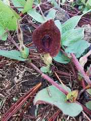 Aristolochia bracteosa