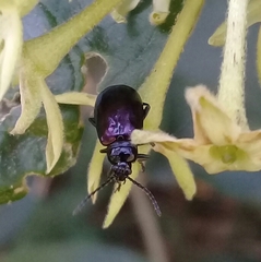 Macrohaltica transversa