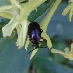 Macrohaltica transversa