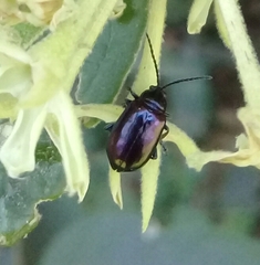 Macrohaltica transversa