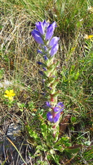 Campanula spicata