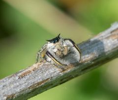 Phidippus insignarius