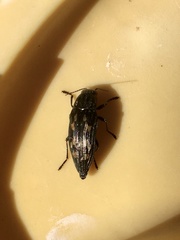 Buprestis laeviventris