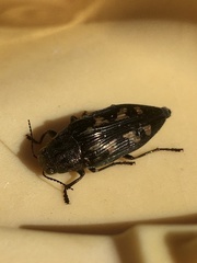 Buprestis laeviventris