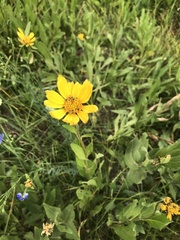 Wyethia amplexicaulis