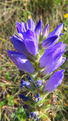 Campanula spicata