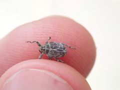 Mogulones geographicus