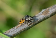 Phidippus insignarius