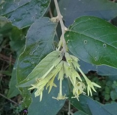 Cestrum strigilatum