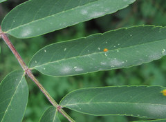 Podosphaera aucupariae