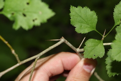 Crataegus submollis