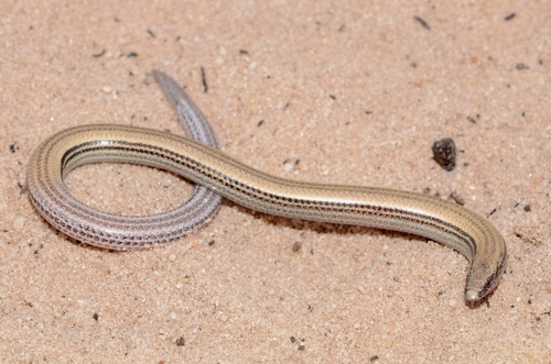 Gronovi’s Dwarf Burrowing Skink, Scelotes gronovii