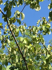 Cornus sanguinea