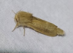 Phragmataecia castaneae