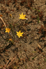 Triteleia ixioides ixioides