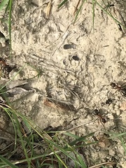 Formica polyctena × rufa