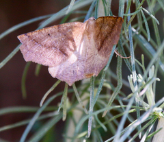 Neoterpes edwardsata
