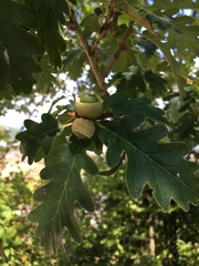 Quercus pubescens