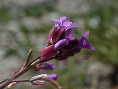 Boechera lemmonii