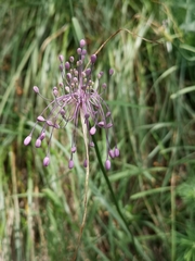 Allium carinatum pulchellum