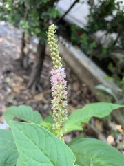 Phytolacca icosandra