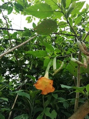 Brugmansia versicolor