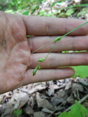 Carex deweyana deweyana