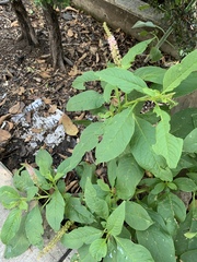 Phytolacca icosandra