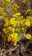 Deinandra clementina