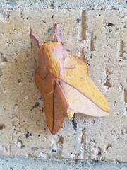 Syssphinx bisecta