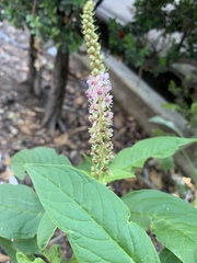 Phytolacca icosandra