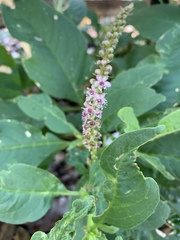 Phytolacca icosandra