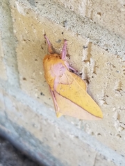 Syssphinx bisecta