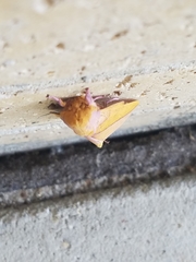 Syssphinx bisecta