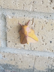 Syssphinx bisecta
