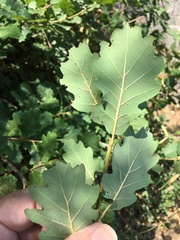 Quercus pubescens