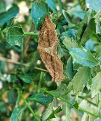 Neoterpes edwardsata