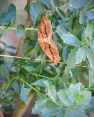 Neoterpes edwardsata