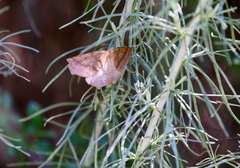 Neoterpes edwardsata