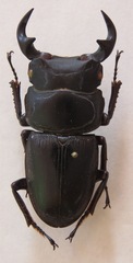 Dorcus curvidens curvidens